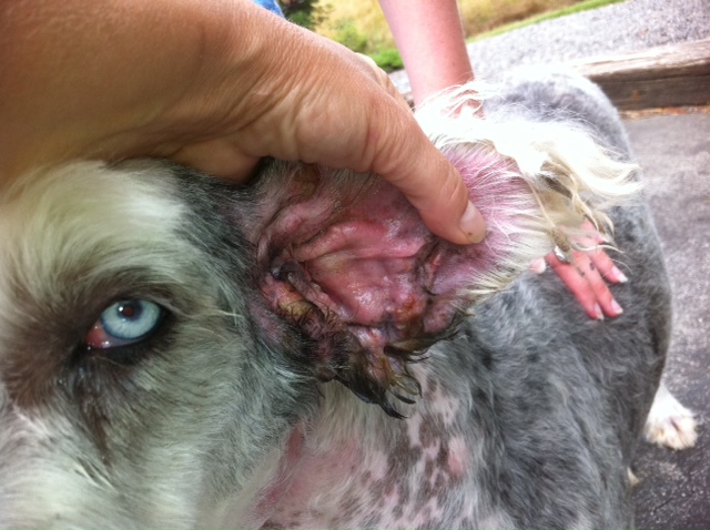 dog ear flap swollen dog ear flap swollen